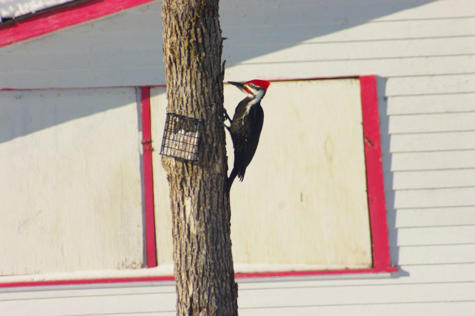 Photo (6): Pileated Woodpecker