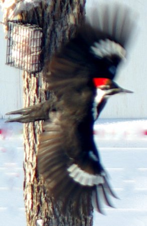 Photo (4): Pileated Woodpecker