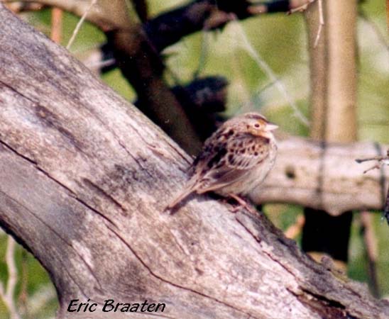 Photo (15): Grasshopper Sparrow