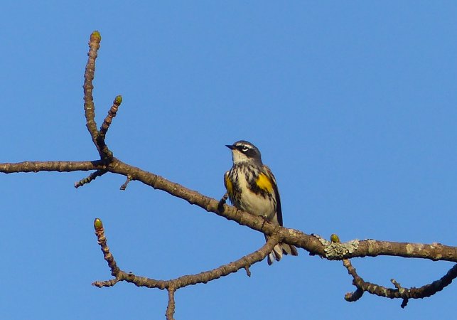 Photo (21): Yellow-rumped Warbler