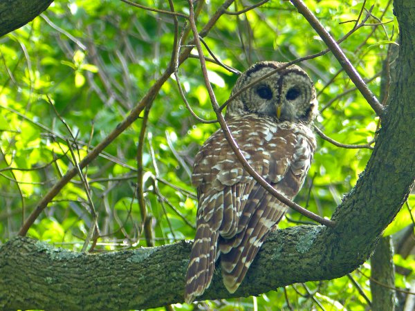 Photo (3): Barred Owl