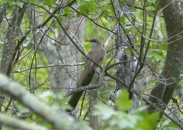 Photo (13): Yellow-billed Cuckoo