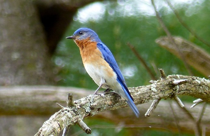 Photo (21): Eastern Bluebird