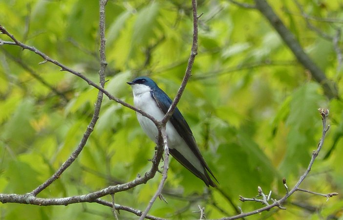 Photo (15): Tree Swallow
