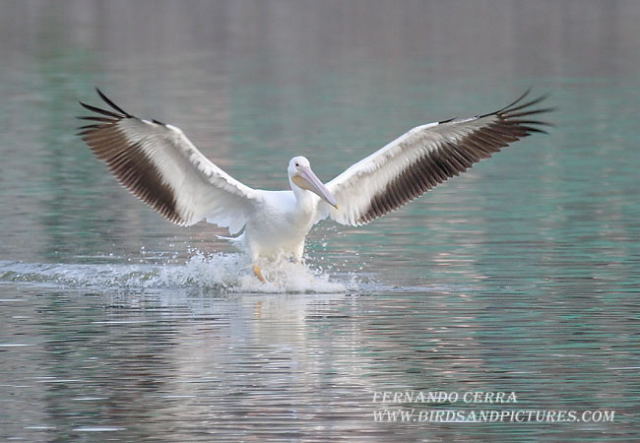 Photo (20): American White Pelican
