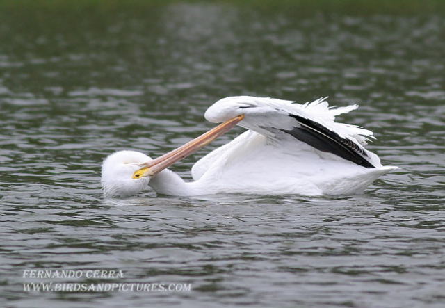 Photo (9): American White Pelican