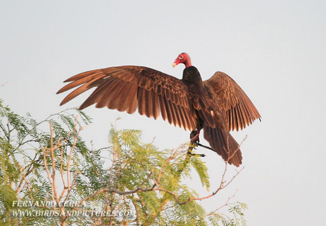 Photo (6): Turkey Vulture