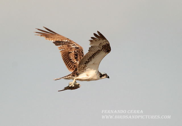 Photo (5): Osprey