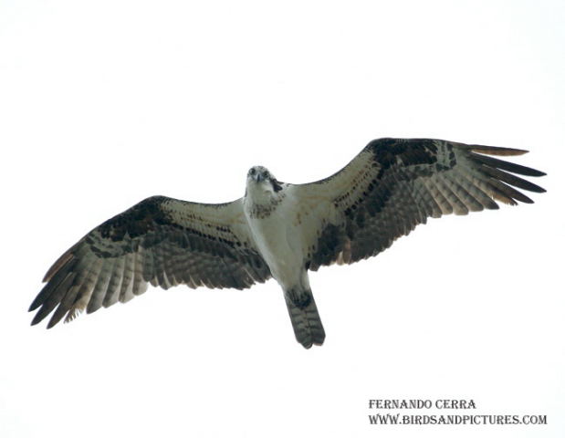 Photo (3): Osprey