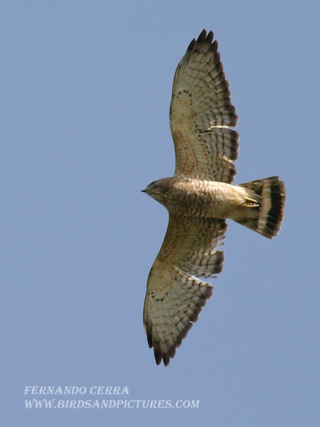 Photo (2): Broad-winged Hawk