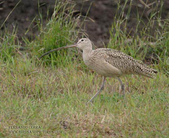 Photo (13): Long-billed Curlew
