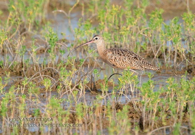 Photo (14): Long-billed Curlew