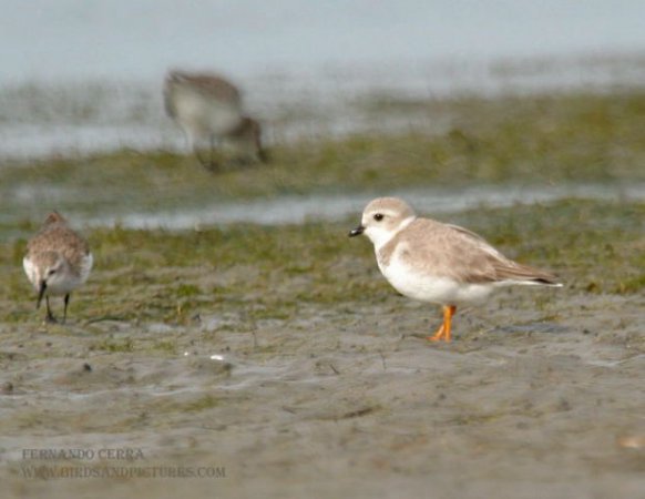 Photo (18): Piping Plover