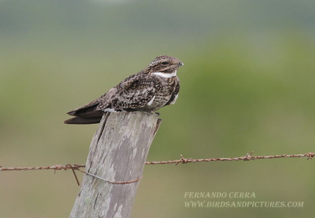Photo (2): Common Nighthawk