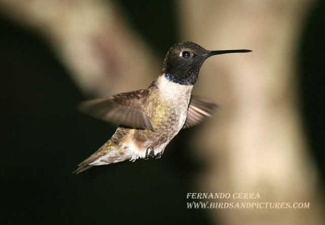 Photo (7): Black-chinned Hummingbird