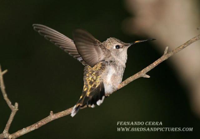 Photo (8): Black-chinned Hummingbird