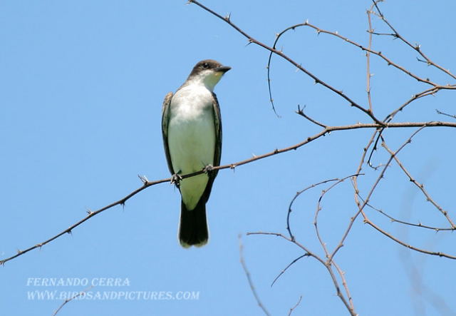 Photo (20): Eastern Kingbird