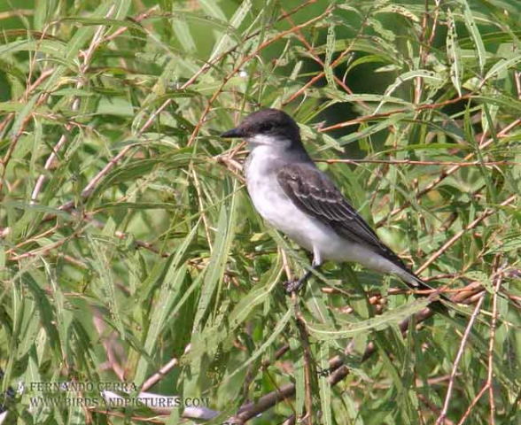 Photo (10): Eastern Kingbird