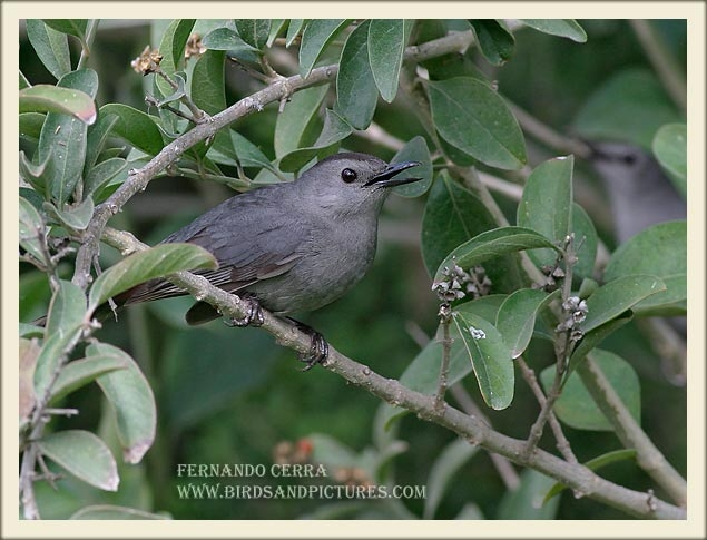Photo (5): Gray Catbird