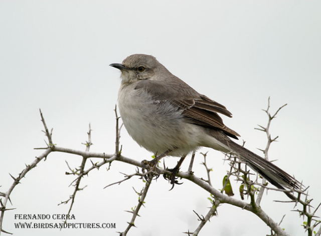 Photo (1): Northern Mockingbird