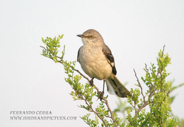 Photo (8): Northern Mockingbird