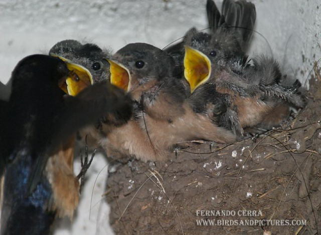 Photo (21): Barn Swallow