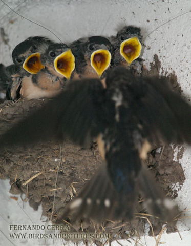 Photo (19): Barn Swallow