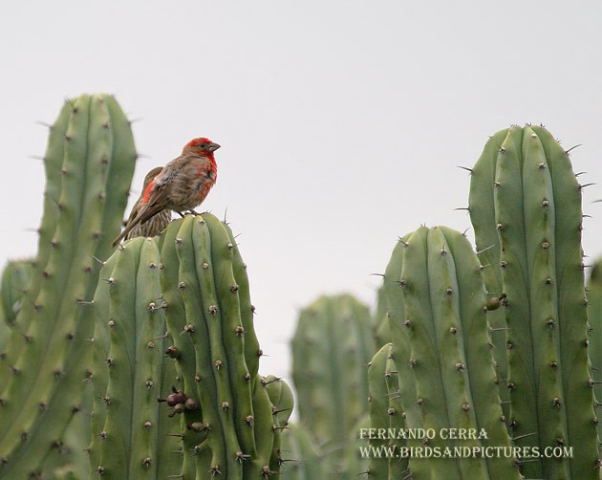 Photo (11): House Finch