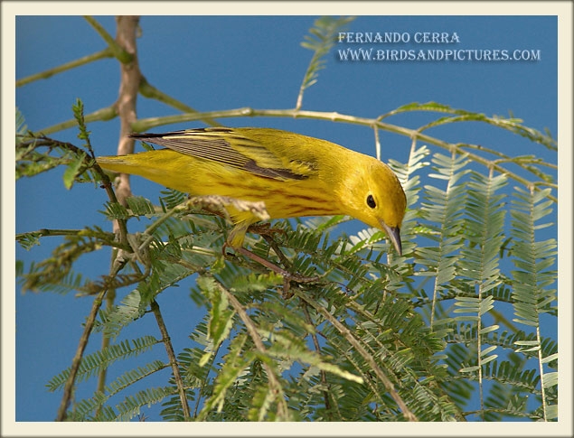 Photo (15): Yellow Warbler