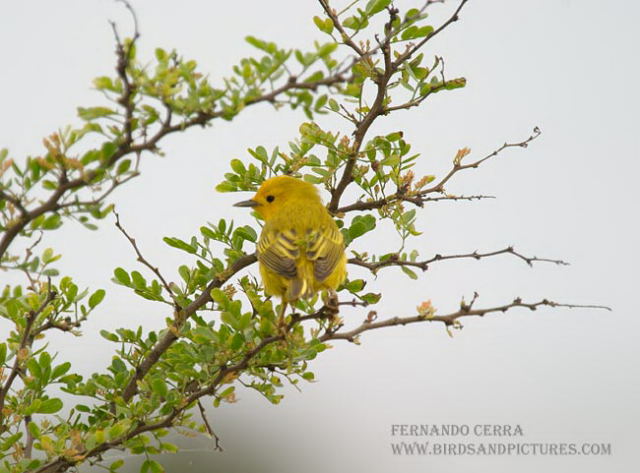 Photo (14): Yellow Warbler