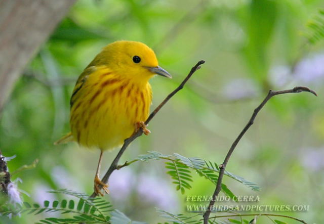 Photo (12): Yellow Warbler