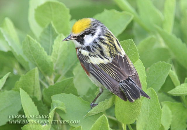 Photo (9): Chestnut-sided Warbler