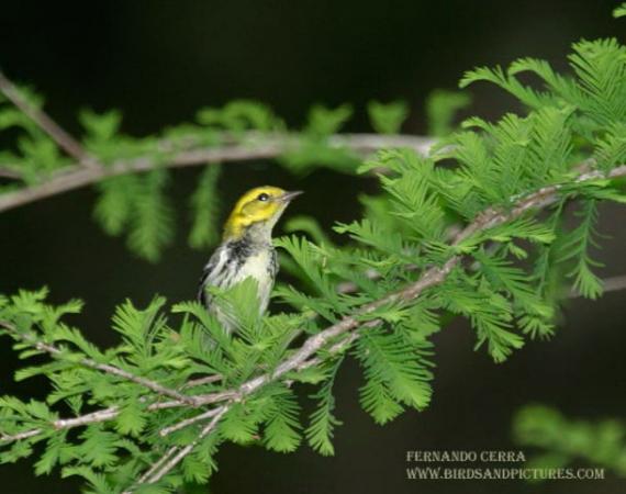 Photo (23): Black-throated Green Warbler