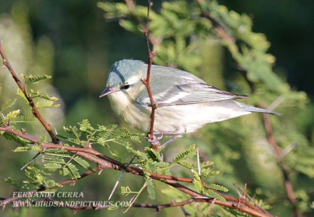Photo (2): Cerulean Warbler