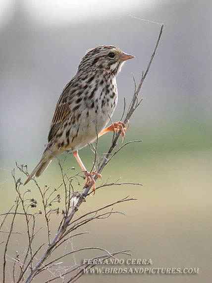 Photo (17): Savannah Sparrow