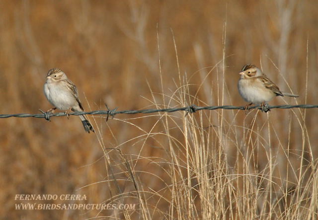 Photo (8): Clay-colored Sparrow