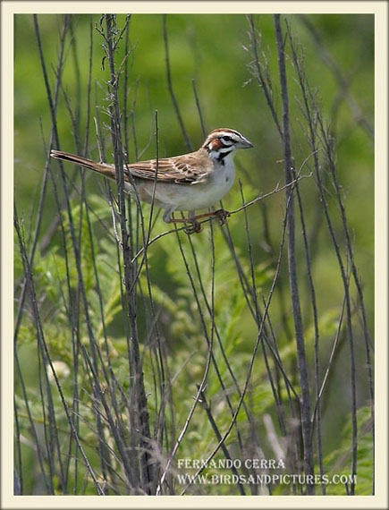 Photo (15): Lark Sparrow