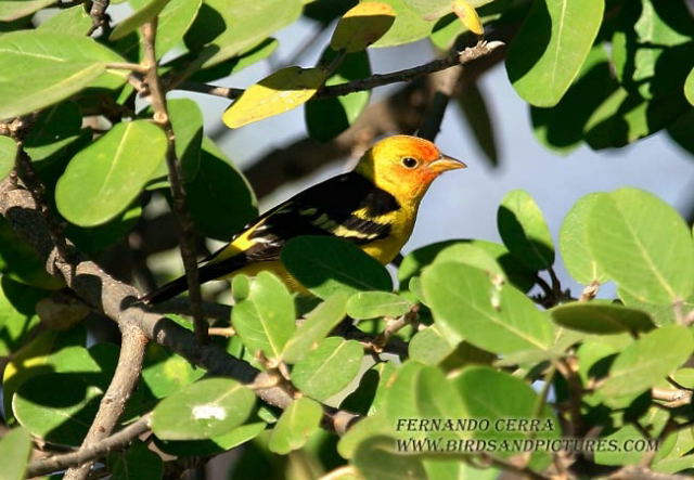 Photo (13): Western Tanager