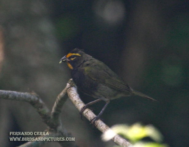 Photo (2): Yellow-faced Grassquit