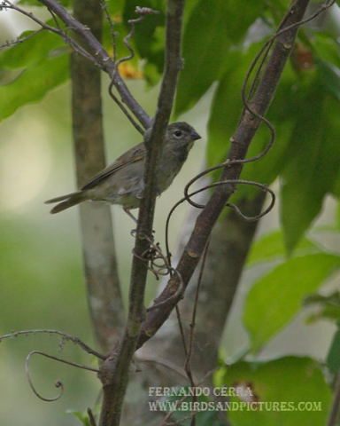 Photo (3): Yellow-faced Grassquit