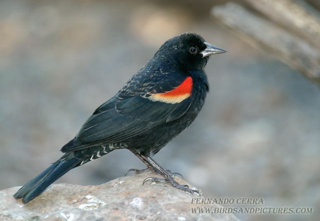 Photo (17): Red-winged Blackbird