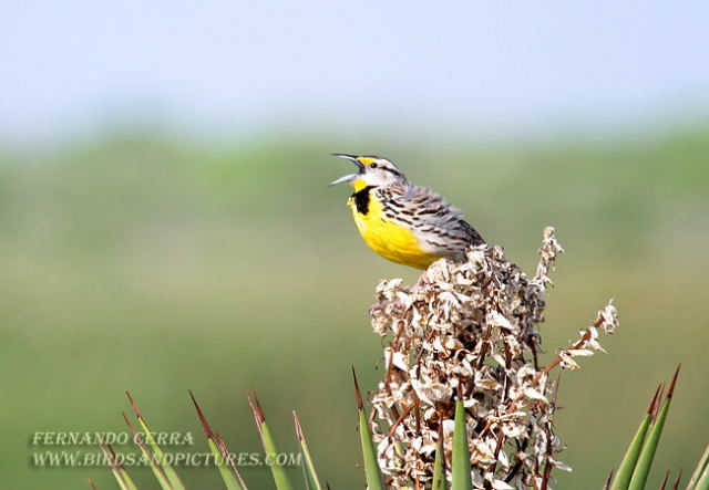 Photo (7): Eastern Meadowlark