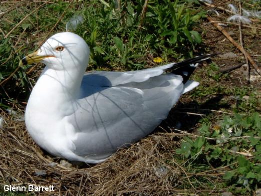 Photo (11): Ring-billed Gull