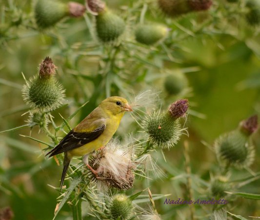 Photo (7): American Goldfinch