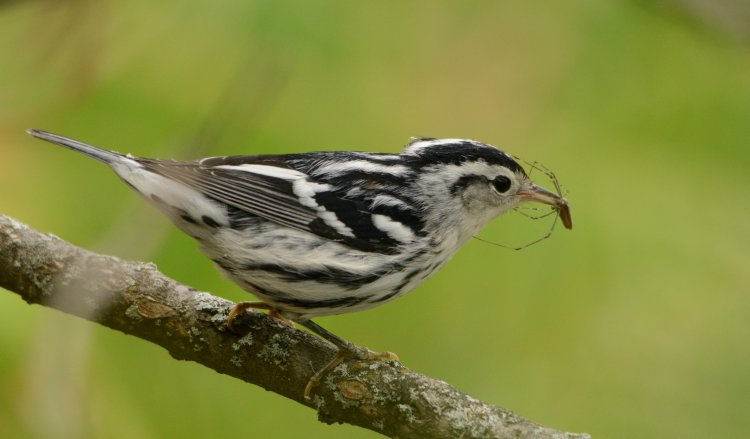 Photo (25): Black-and-white Warbler