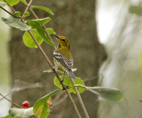Photo (26): Black-throated Green Warbler