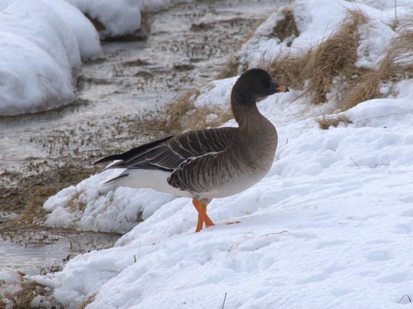Photo (2): Tundra Bean-Goose