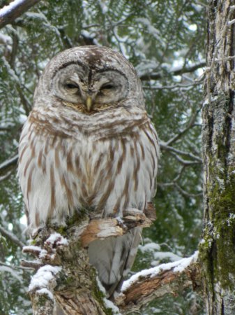 Photo (10): Barred Owl