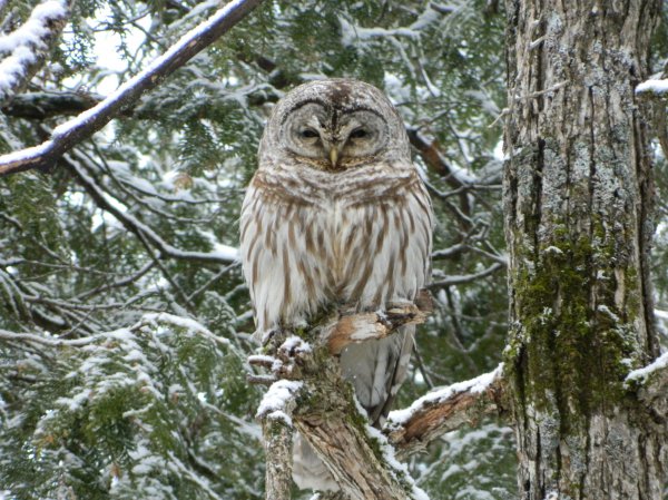 Photo (11): Barred Owl