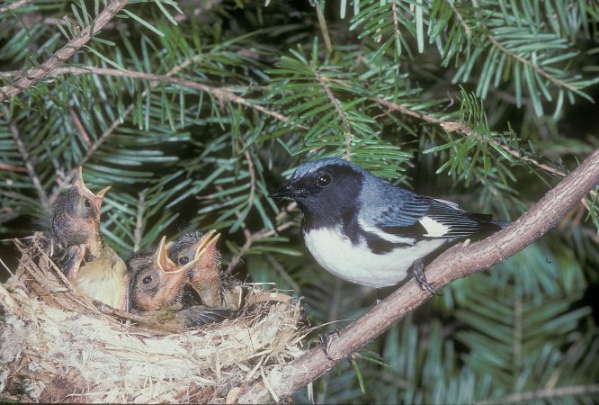 Photo (24): Black-throated Blue Warbler